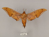 中文名:鷹翅天蛾(67-305)學名:Ambulyx ochracea Bulter, 1885(67-305)中文別名:裂斑鷹翅天蛾