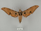 中文名:鷹翅天蛾(67-305)學名:Ambulyx ochracea Bulter, 1885(67-305)中文別名:裂斑鷹翅天蛾