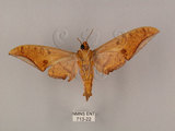 中文名:鷹翅天蛾(713-22)學名:Ambulyx ochracea Bulter, 1885(713-22)中文別名:裂斑鷹翅天蛾