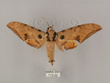中文名:鷹翅天蛾(713-22)學名:Ambulyx ochracea Bulter, 1885(713-22)中文別名:裂斑鷹翅天蛾