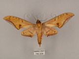 中文名:鷹翅天蛾(740-208)學名:Ambulyx ochracea Bulter, 1885(740-208)中文別名:裂斑鷹翅天蛾