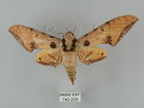 中文名:鷹翅天蛾(740-208)學名:Ambulyx ochracea Bulter, 1885(740-208)中文別名:裂斑鷹翅天蛾