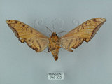 中文名:鷹翅天蛾(740-222)學名:Ambulyx ochracea Bulter, 1885(740-222)中文別名:裂斑鷹翅天蛾