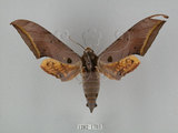 中文名:圓斑鷹翅天蛾(1282-1703)學名:Ambulyx semiplacida Inoue, 1990(1282-1703)