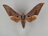 中文名:圓斑鷹翅天蛾(1282-305)學名:Ambulyx semiplacida Inoue, 1990(1282-305)