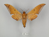 中文名:圓斑鷹翅天蛾(1282-442)學名:Ambulyx semiplacida Inoue, 1990(1282-442)
