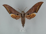 中文名:圓斑鷹翅天蛾(1282-442)學名:Ambulyx semiplacida Inoue, 1990(1282-442)