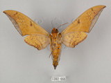中文名:圓斑鷹翅天蛾(1282-666)學名:Ambulyx semiplacida Inoue, 1990(1282-666)