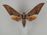 中文名:圓斑鷹翅天蛾(1282-722)學名:Ambulyx semiplacida Inoue, 1990(1282-722)
