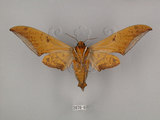 中文名:圓斑鷹翅天蛾(2070-6)學名:Ambulyx semiplacida Inoue, 1990(2070-6)