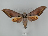 中文名:圓斑鷹翅天蛾(2070-6)學名:Ambulyx semiplacida Inoue, 1990(2070-6)