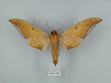 中文名:圓斑鷹翅天蛾(2367-835)學名:Ambulyx semiplacida Inoue, 1990(2367-835)