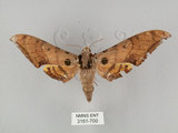 中文名:圓斑鷹翅天蛾(3161-700)學名:Ambulyx semiplacida Inoue, 1990(3161-700)