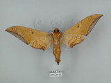 中文名:圓斑鷹翅天蛾(511-2111)學名:Ambulyx semiplacida Inoue, 1990(511-2111)