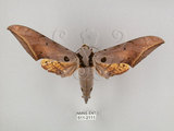 中文名:圓斑鷹翅天蛾(511-2111)學名:Ambulyx semiplacida Inoue, 1990(511-2111)
