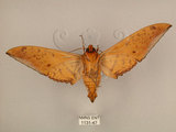中文名:台灣鷹翅天蛾(1131-47)學名:Ambulyx sericeipennis okurai (Okano, 1959)(1131-47)中文別名:亞洲鷹翅天蛾