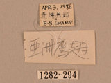 中文名:台灣鷹翅天蛾(1282-294)