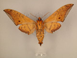中文名:台灣鷹翅天蛾(1282-294)學名:Ambulyx sericeipennis okurai (Okano, 1959)(1282-294)中文別名:亞洲鷹翅天蛾