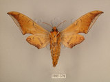 中文名:台灣鷹翅天蛾(1282-579)學名:Ambulyx sericeipennis okurai (Okano, 1959)(1282-579)中文別名:亞洲鷹翅天蛾