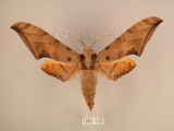 中文名:台灣鷹翅天蛾(1282-579)學名:Ambulyx sericeipennis okurai (Okano, 1959)(1282-579)中文別名:亞洲鷹翅天蛾