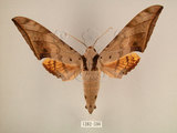 中文名:台灣鷹翅天蛾(1282-590)學名:Ambulyx sericeipennis okurai (Okano, 1959)(1282-590)中文別名:亞洲鷹翅天蛾