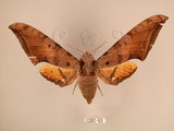 中文名:台灣鷹翅天蛾(1282-63)學名:Ambulyx sericeipennis okurai (Okano, 1959)(1282-63)中文別名:亞洲鷹翅天蛾