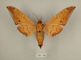 中文名:台灣鷹翅天蛾(1282-682)學名:Ambulyx sericeipennis okurai (Okano, 1959)(1282-682)中文別名:亞洲鷹翅天蛾