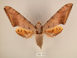 中文名:台灣鷹翅天蛾(1282-693)學名:Ambulyx sericeipennis okurai (Okano, 1959)(1282-693)中文別名:亞洲鷹翅天蛾