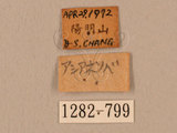中文名:台灣鷹翅天蛾(1282-799)