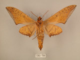 中文名:台灣鷹翅天蛾(1282-799)學名:Ambulyx sericeipennis okurai (Okano, 1959)(1282-799)中文別名:亞洲鷹翅天蛾