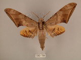 中文名:台灣鷹翅天蛾(1282-799)學名:Ambulyx sericeipennis okurai (Okano, 1959)(1282-799)中文別名:亞洲鷹翅天蛾