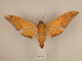 中文名:台灣鷹翅天蛾(2397-911)學名:Ambulyx sericeipennis okurai (Okano, 1959)(2397-911)中文別名:亞洲鷹翅天蛾