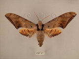 中文名:台灣鷹翅天蛾(2397-911)學名:Ambulyx sericeipennis okurai (Okano, 1959)(2397-911)中文別名:亞洲鷹翅天蛾