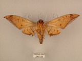 中文名:台灣鷹翅天蛾(245-35)學名:Ambulyx sericeipennis okurai (Okano, 1959)(245-35)中文別名:亞洲鷹翅天蛾