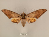 中文名:台灣鷹翅天蛾(245-35)學名:Ambulyx sericeipennis okurai (Okano, 1959)(245-35)中文別名:亞洲鷹翅天蛾