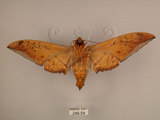 中文名:台灣鷹翅天蛾(246-54)學名:Ambulyx sericeipennis okurai (Okano, 1959)(246-54)中文別名:亞洲鷹翅天蛾