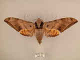 中文名:台灣鷹翅天蛾(246-54)學名:Ambulyx sericeipennis okurai (Okano, 1959)(246-54)中文別名:亞洲鷹翅天蛾