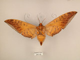 中文名:台灣鷹翅天蛾(246-55)學名:Ambulyx sericeipennis okurai (Okano, 1959)(246-55)中文別名:亞洲鷹翅天蛾