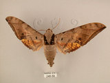 中文名:台灣鷹翅天蛾(246-58)學名:Ambulyx sericeipennis okurai (Okano, 1959)(246-58)中文別名:亞洲鷹翅天蛾