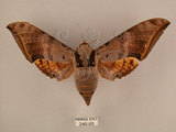 中文名:台灣鷹翅天蛾(246-65)學名:Ambulyx sericeipennis okurai (Okano, 1959)(246-65)中文別名:亞洲鷹翅天蛾
