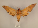 中文名:台灣鷹翅天蛾(246-79)學名:Ambulyx sericeipennis okurai (Okano, 1959)(246-79)中文別名:亞洲鷹翅天蛾