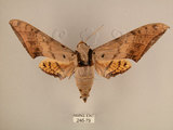 中文名:台灣鷹翅天蛾(246-79)學名:Ambulyx sericeipennis okurai (Okano, 1959)(246-79)中文別名:亞洲鷹翅天蛾