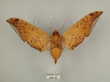 中文名:台灣鷹翅天蛾(246-82)學名:Ambulyx sericeipennis okurai (Okano, 1959)(246-82)中文別名:亞洲鷹翅天蛾