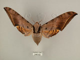 中文名:台灣鷹翅天蛾(246-82)學名:Ambulyx sericeipennis okurai (Okano, 1959)(246-82)中文別名:亞洲鷹翅天蛾