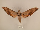 中文名:台灣鷹翅天蛾(247-65)學名:Ambulyx sericeipennis okurai (Okano, 1959)(247-65)中文別名:亞洲鷹翅天蛾