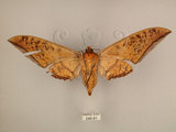 中文名:台灣鷹翅天蛾(248-81)學名:Ambulyx sericeipennis okurai (Okano, 1959)(248-81)中文別名:亞洲鷹翅天蛾