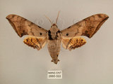 中文名:台灣鷹翅天蛾(2880-322)學名:Ambulyx sericeipennis okurai (Okano, 1959)(2880-322)中文別名:亞洲鷹翅天蛾