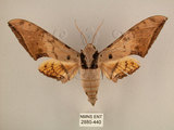 中文名:台灣鷹翅天蛾(2880-440)學名:Ambulyx sericeipennis okurai (Okano, 1959)(2880-440)中文別名:亞洲鷹翅天蛾
