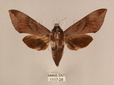 中文名:台灣葡萄天蛾(1117-28)學名:Ampelophaga rubiginosa myosotis Kitching & Cadiou, 2000(1117-28)中文別名:葡萄天蛾