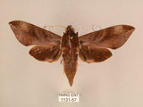 中文名:台灣葡萄天蛾(1131-57)學名:Ampelophaga rubiginosa myosotis Kitching & Cadiou, 2000(1131-57)中文別名:葡萄天蛾